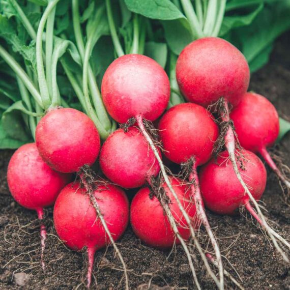 বিদেশী লাল চেরি মূলা বীজ (WeiEr Red Cherry Radish Seeds)– উচ্চ ফলনশীল ও দ্রুত বেড়ে ওঠা সবজি - Image 2