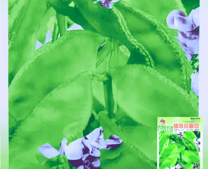 সবুজ শিম