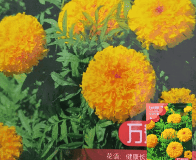 Marigold