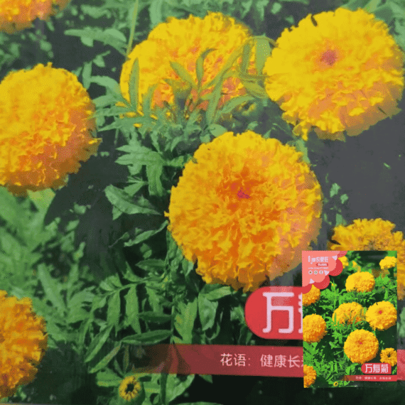 Marigold