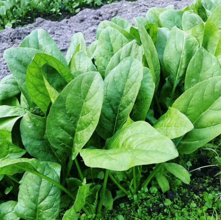 বিদেশী Premium Spinach (পালং শাক) Fu Shun De® ব্র্যান্ডের গ্যারান্টি – মানসম্মত ও নির্ভরযোগ্য বীজ। পুষ্টিতে ভরপুর – ভিটামিন A, C, আয়রন ও ক্যালসিয়াম সমৃদ্ধ। সহজে চাষযোগ্য ও বহুমুখী ব্যবহার যোগ্য। - Image 2