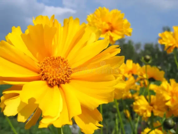 🌼 কোরিওপসিস/টিকসিড ফুল (Coreopsis/Tickseed) – আনুমানিক ৪৫০ বীজ 🌟 উন্নতমানের হাইব্রিড উজ্জ্বল হলুদ ফুলের বীজ 🌼 সৌন্দর্য, প্রাণশক্তি ও ইতিবাচকতার প্রতীক 🌟 টানা কয়েক মাস ধরে ফোটে ☀️ - Image 2