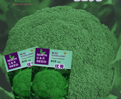 Broccoli