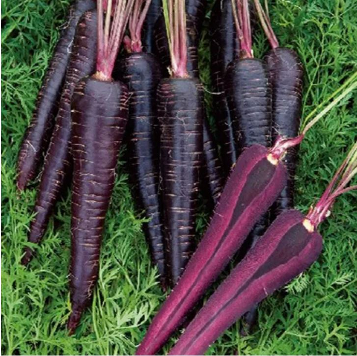 Cream Purple Carrot - বেগুনি গাজর (প্রায় ১০০০ বীজ) গাঢ় বেগুনি বাহিরে এবং হালকা ক্রিমি ভিতরে। লম্বাটে, সোজা আকৃতি- স্বাদে মিষ্টি ও কচকচে। উচ্চ ফলনশীল ও পুষ্টিগুণে ভরপুর। - Image 3