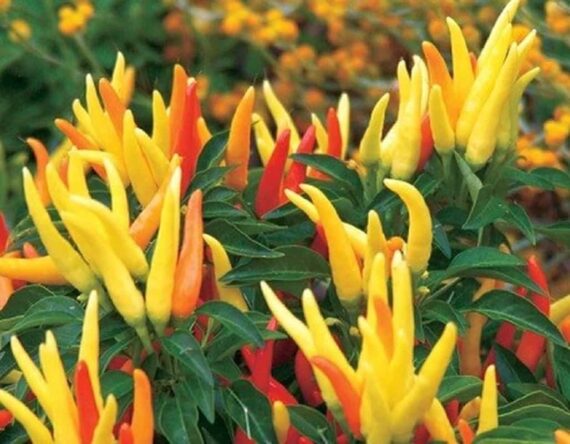 🌶️ আমদানিকৃত Yellow Chili - হলুদ মরিচ (খাঁটি ১০০ বীজ) উন্নতমানের হাইব্রিড বীজ- পরীক্ষিত ও কৃষিবিদ দ্বারা অনুমোদিত। ঝাল, স্বাদে সমৃদ্ধ এবং রঙ উজ্জ্বল। ধারাবাহিক ফলন দেয়। টেকসই ও রোগ প্রতিরোধী। - Image 2