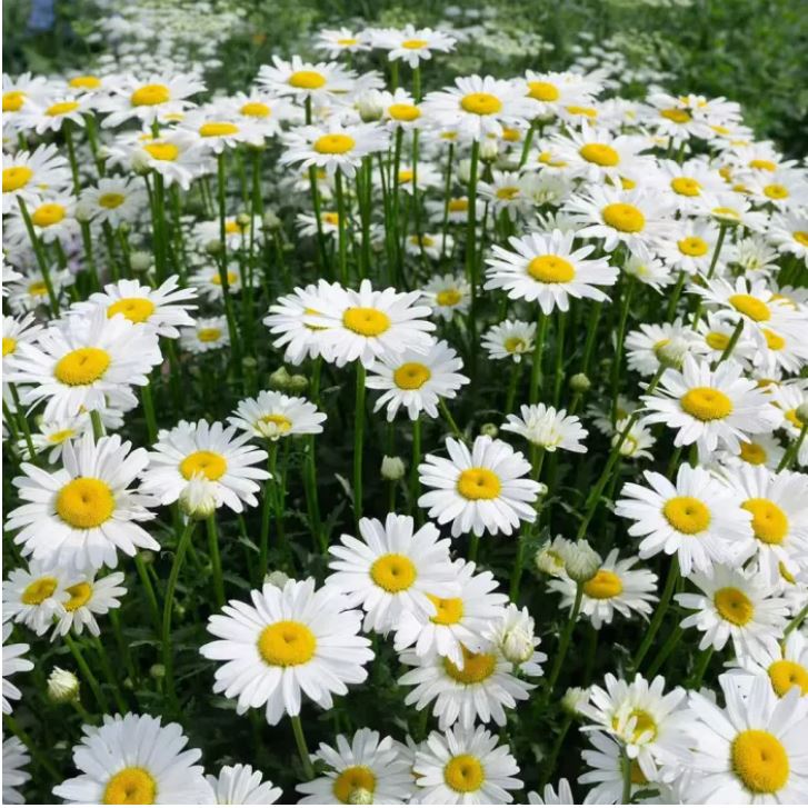 সাদা ডেইজি - White Crystal Daisy (প্রায় ৫০০ বীজ) সাদা রঙের ডেইজি – চিরন্তন সৌন্দর্যের প্রতীক। আকর্ষণীয় ও চোখ ধাঁধানো সৌন্দর্য- সাদা পাপড়ি ও উজ্জ্বল হলুদ কেন্দ্র। দীর্ঘসময় ফোটা সূর্যালোকপ্রেমী ফুল। - Image 2