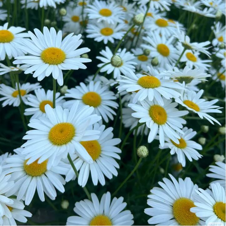 সাদা ডেইজি - White Crystal Daisy (প্রায় ৫০০ বীজ) সাদা রঙের ডেইজি – চিরন্তন সৌন্দর্যের প্রতীক। আকর্ষণীয় ও চোখ ধাঁধানো সৌন্দর্য- সাদা পাপড়ি ও উজ্জ্বল হলুদ কেন্দ্র। দীর্ঘসময় ফোটা সূর্যালোকপ্রেমী ফুল। - Image 5