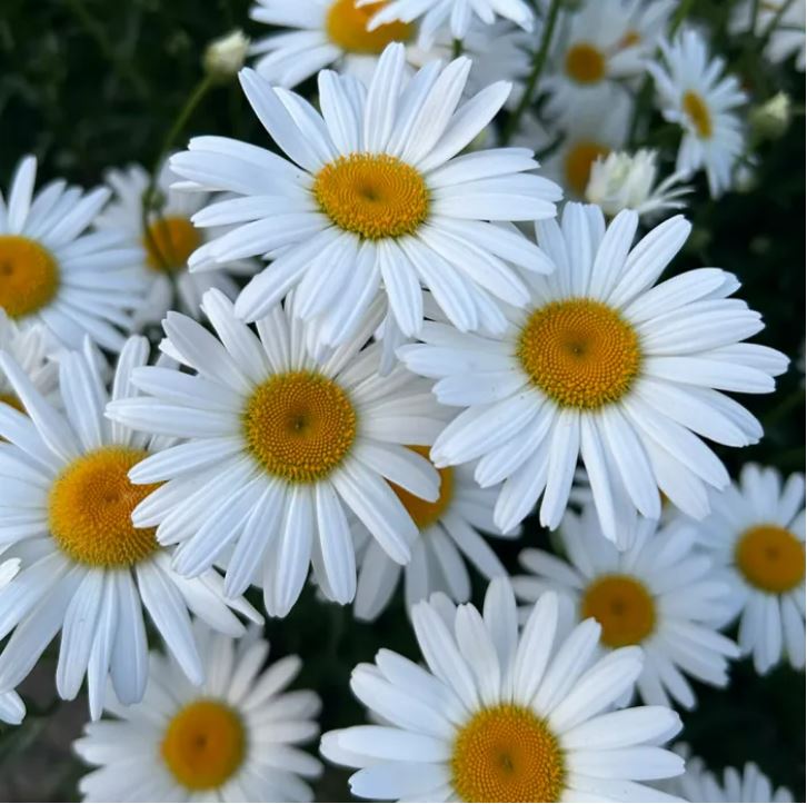 সাদা ডেইজি - White Crystal Daisy (প্রায় ৫০০ বীজ) সাদা রঙের ডেইজি – চিরন্তন সৌন্দর্যের প্রতীক। আকর্ষণীয় ও চোখ ধাঁধানো সৌন্দর্য- সাদা পাপড়ি ও উজ্জ্বল হলুদ কেন্দ্র। দীর্ঘসময় ফোটা সূর্যালোকপ্রেমী ফুল। - Image 6