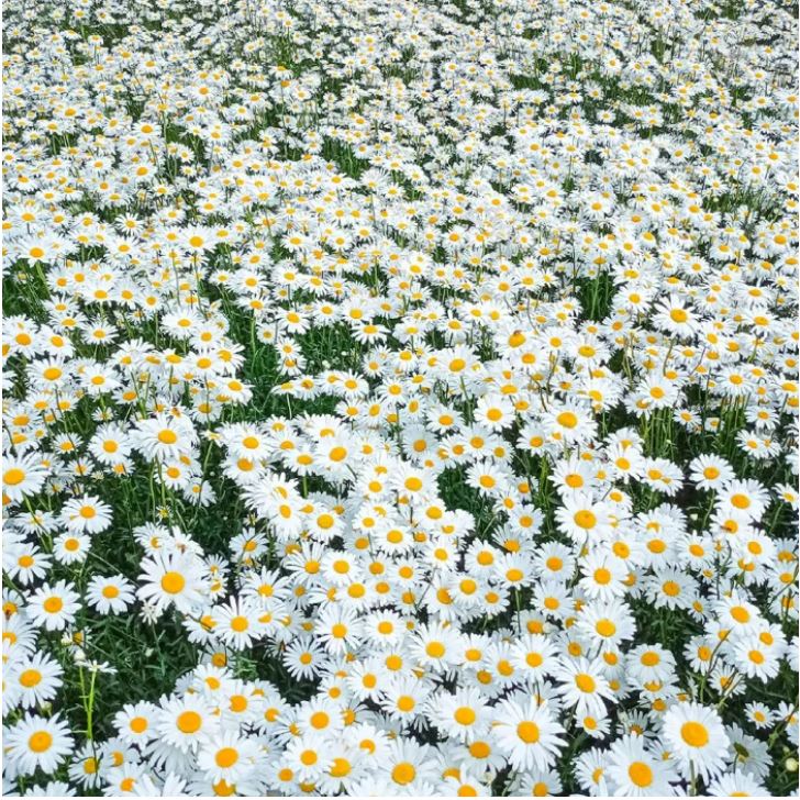 সাদা ডেইজি - White Crystal Daisy (প্রায় ৫০০ বীজ) সাদা রঙের ডেইজি – চিরন্তন সৌন্দর্যের প্রতীক। আকর্ষণীয় ও চোখ ধাঁধানো সৌন্দর্য- সাদা পাপড়ি ও উজ্জ্বল হলুদ কেন্দ্র। দীর্ঘসময় ফোটা সূর্যালোকপ্রেমী ফুল। - Image 7