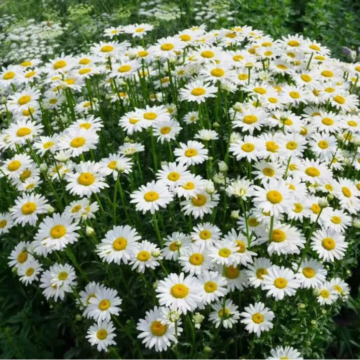 সাদা ডেইজি - White Crystal Daisy (প্রায় ৫০০ বীজ) সাদা রঙের ডেইজি – চিরন্তন সৌন্দর্যের প্রতীক। আকর্ষণীয় ও চোখ ধাঁধানো সৌন্দর্য- সাদা পাপড়ি ও উজ্জ্বল হলুদ কেন্দ্র। দীর্ঘসময় ফোটা সূর্যালোকপ্রেমী ফুল। - Image 4