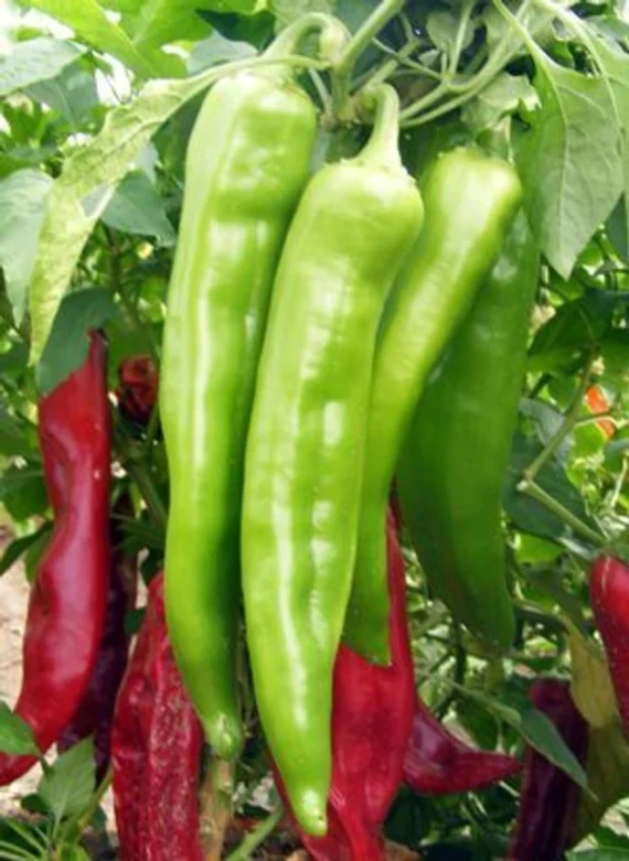 🌶️ Spicy Horn Chili - লম্বা ঝাল মরিচ (প্রায় ৬০০ বীজ) স্বাদে ঝাল-মিষ্টি ও সুগন্ধি। মরিচটা অনেকটা ছাগলের শিং- এর মতো লম্বাটে বাঁকানো ও মোটা আকারের। টেকসই জাত ও ধারাবাহিকভাবে ফলন দেয়। - Image 2