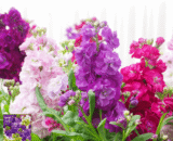 স্টক ফুল – Stock