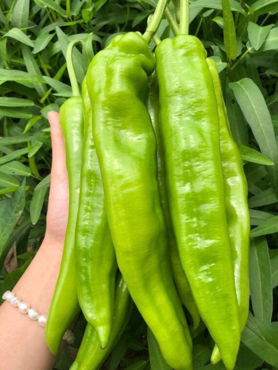 🌶️ বিদেশী Green Chili (সবুজ লম্বা মরিচ) লম্বাটে, চিকন ও উজ্জ্বল সবুজ মরিচ। ঝালের মাত্রা- মাঝারি থেকে বেশি। দীর্ঘসময় ধরে নিয়মিত ফলন দেয়। বাণিজ্যিকভাবে লাভজনক – স্থানীয় বাজারে সবসময় চাহিদাসম্পন্ন। - Image 2