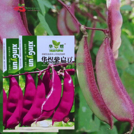 বেগুনি শিম / Purple Flat Bean