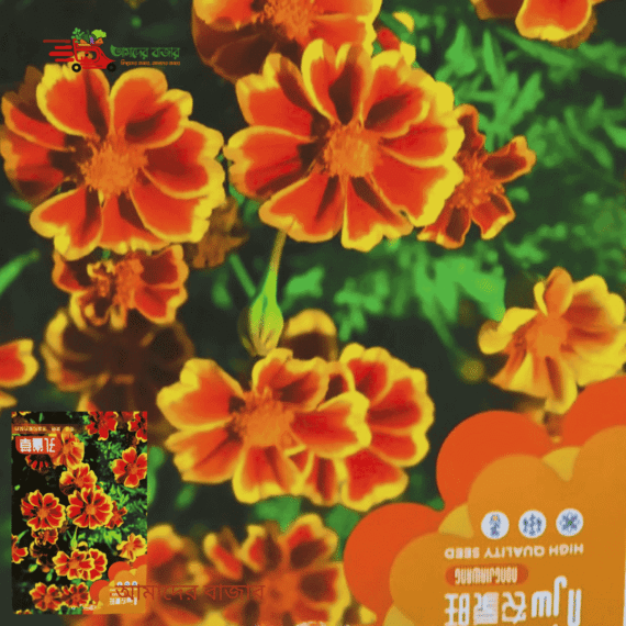 রাধাচূড়া