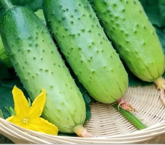 আমদানিকৃত King Cucumber (খাঁটি ৬০ বীজ) উচ্চ ও দীর্ঘমেয়াদী ফলনশীল- রোগ প্রতিরোধী প্রজাতি। লম্বাটে ও মোটা আকারের। ভেতরে সাদা, খেতে কচকচে এবং রসালো। প্রতিটি শসার গড় ওজন ৪০০ গ্রাম পর্যন্ত। - Image 2