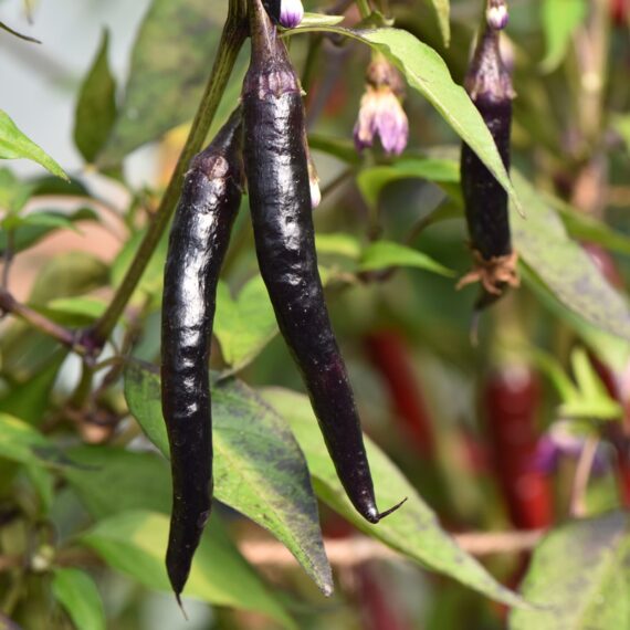 ইমপোর্টকৃত প্রিমিয়াম Black Chili (২০০ বীজ) - চীনা আধুনিক প্রযুক্তিতে আবিষ্কৃত হাইব্রিড কালো মরিচ। ছাগলের শিং আকৃতির ঝাঁজালো সুস্বাদু মরিচ। প্রতি গাছে ফলন প্রায় ২ কেজি। - Image 2