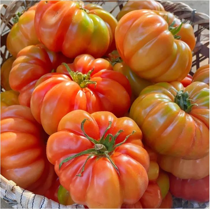 Jinlong Steak-প্রিমিয়াম গোল্ডেন ড্রাগন স্টেক টমেটো (আনুমানিক ১০০ বীজ) উন্নত মানের, উচ্চ ফলনশীল ও রোগ প্রতিরোধী এবং সুস্বাদু টমেটো। - Image 4