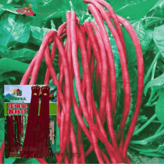 উচ্চ ফলনশীল লম্বা লাল বরবটি 🌱 (Cowpea Red Long Bean) আধুনিক কৃষি গবেষণা প্রযুক্তি দ্বারা উন্নত মানের বীজ। দ্রুত অঙ্কুরোদগম। সুস্বাদু ও বাজারে জনপ্রিয় বরবটি - Image 2