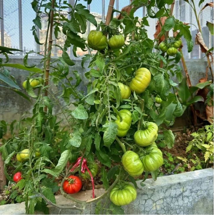 Jinlong Steak-প্রিমিয়াম গোল্ডেন ড্রাগন স্টেক টমেটো (আনুমানিক ১০০ বীজ) উন্নত মানের, উচ্চ ফলনশীল ও রোগ প্রতিরোধী এবং সুস্বাদু টমেটো। - Image 5