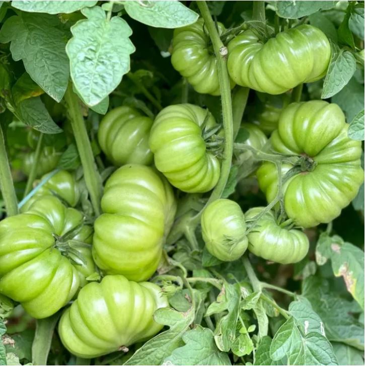 Jinlong Steak-প্রিমিয়াম গোল্ডেন ড্রাগন স্টেক টমেটো (আনুমানিক ১০০ বীজ) উন্নত মানের, উচ্চ ফলনশীল ও রোগ প্রতিরোধী এবং সুস্বাদু টমেটো। - Image 6