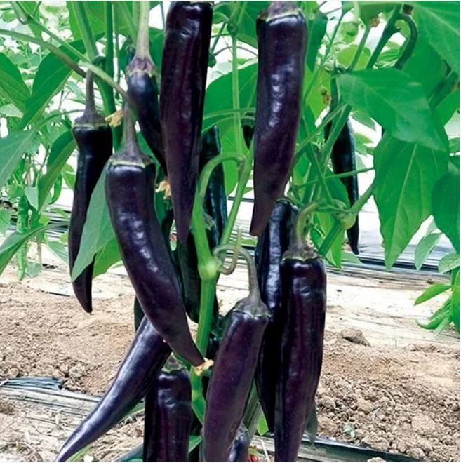 ইমপোর্টকৃত প্রিমিয়াম Black Chili (প্রায় ১০০ বীজ) - চীনা আধুনিক প্রযুক্তিতে আবিষ্কৃত হাইব্রিড কালো মরিচ। ছাগলের শিং আকৃতির ঝাঁজালো সুস্বাদু মরিচ। প্রতি গাছে ফলন প্রায় ২ কেজি। - Image 3