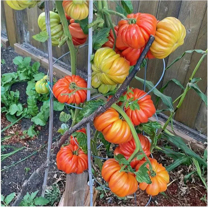 Jinlong Steak-প্রিমিয়াম গোল্ডেন ড্রাগন স্টেক টমেটো (আনুমানিক ১০০ বীজ) উন্নত মানের, উচ্চ ফলনশীল ও রোগ প্রতিরোধী এবং সুস্বাদু টমেটো। - Image 7