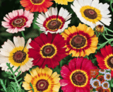 Chrysanthemum Tricolor – ত্রিবর্ণ চন্দ্রমল্লিকা