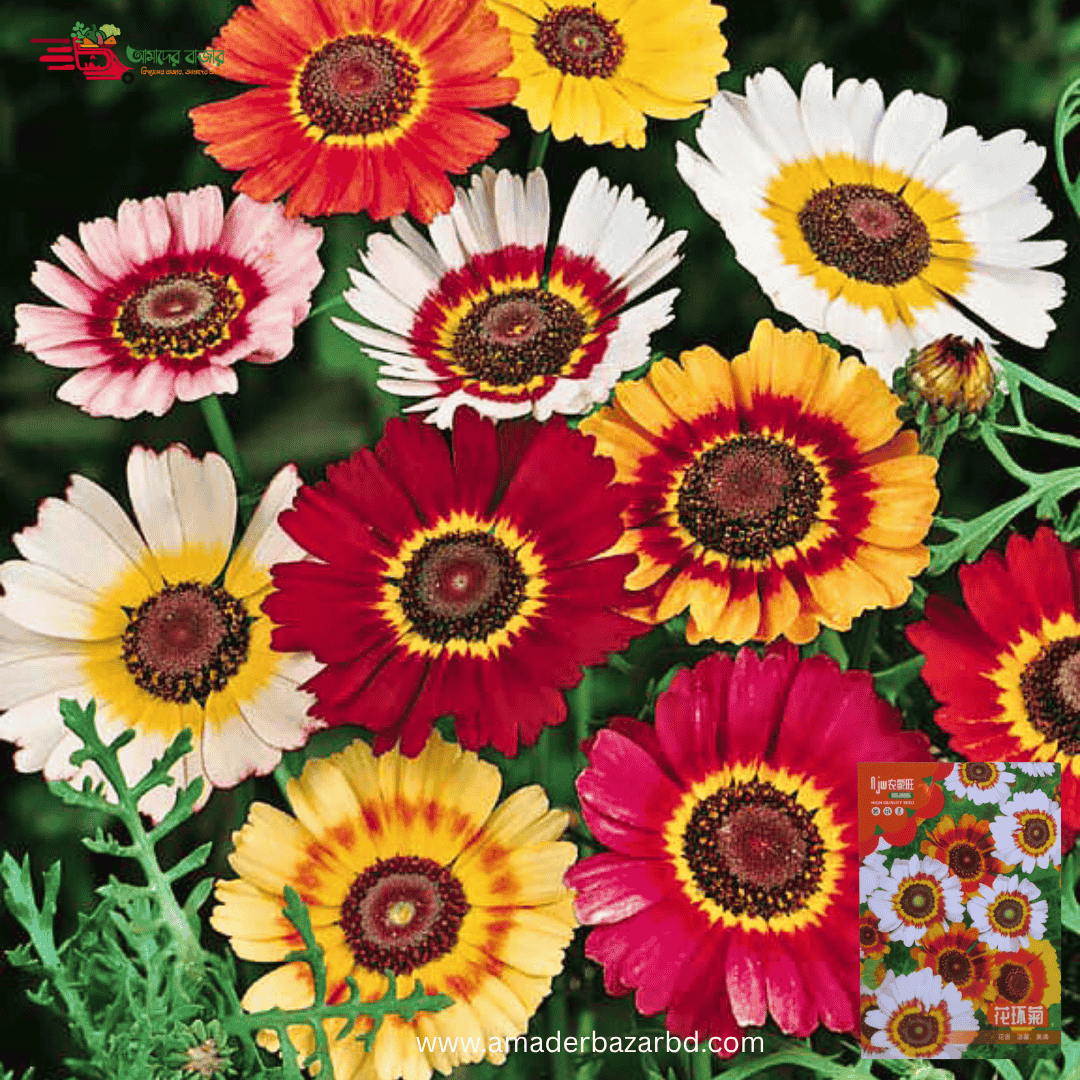 Chrysanthemum Tricolor – ত্রিবর্ণ চন্দ্রমল্লিকা