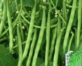 Thai Gluten Free Bean – মাচাবিহীন চারমৌসুমি বরবটি