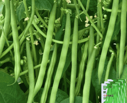 Thai Gluten Free Bean – মাচাবিহীন চারমৌসুমি বরবটি