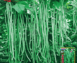 ইমপোর্টকৃত লম্বা বরবটি