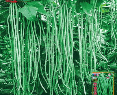 ইমপোর্টকৃত লম্বা বরবটি