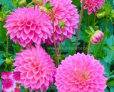 ডালিয়া – Dahlia