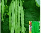 Four Season Yardlong Bean King- লম্বা বরবটি