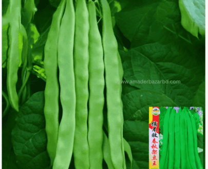 Four Season Yardlong Bean King- লম্বা বরবটি