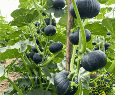 Black Sweet Pumpkin