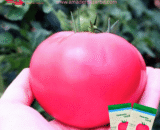 গোলাপী টমেটো