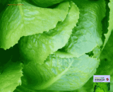 বিদেশী প্রিমিয়াম Cabbage lettuce