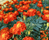 রক্ত গাঁদা – Peacock Marigold