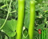 বিদেশী সুগন্ধি লাউ