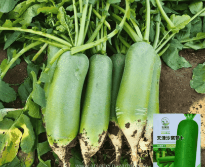 চায়নিজ Tianjin Sawi Radish