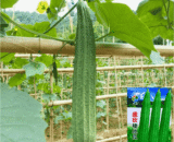 বিদেশী Luffa