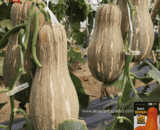 De Korean Sweet Pumpkin