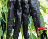 ইমপোর্টকৃত প্রিমিয়াম Black Chili