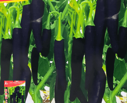 Black Chili
