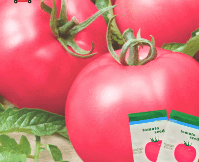 গোলাপী টমেটো