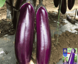 Purple Long Eggplant