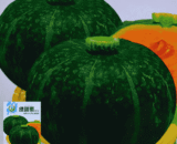 Green Sweet সবুজ মিষ্টি কুমড়া