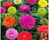 জিনিয়া ফুল – Zinnia